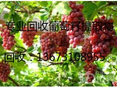 江苏回收阿莫西林原料药13673108955图1